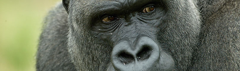 Cincinnati Zoo : Boy Falls into Gorilla Enclosure